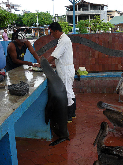 GP0310SM316_puerto-ayora-fish-market.jpg [© Last Frontiers Ltd]