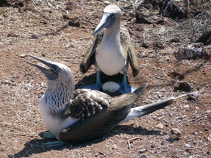 GP0404AB077_bluefootedbooby.jpg [© Last Frontiers Ltd]