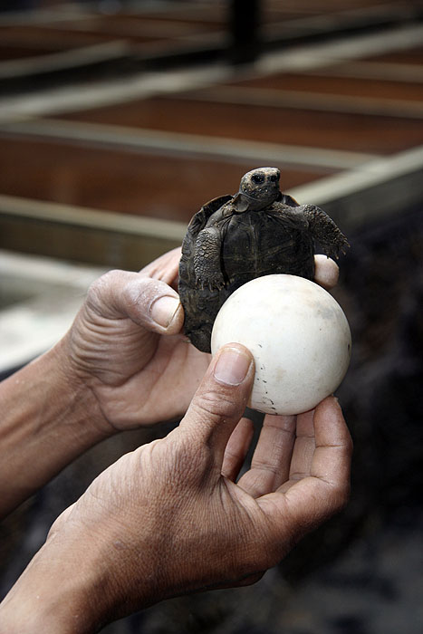 GP0908EP117_isabela-tortoise-station.jpg [© Last Frontiers Ltd]