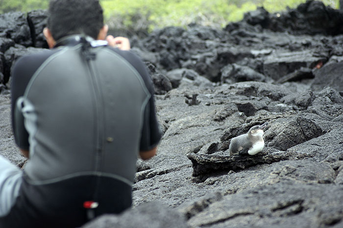 GP0908EP248_isabela-villamil-penguin.jpg [© Last Frontiers Ltd]