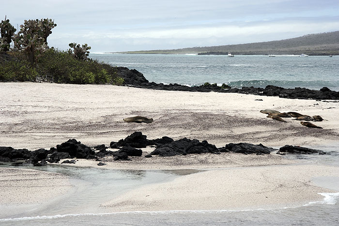 GP0908EP310_floreana-sealion-colony.jpg [© Last Frontiers Ltd]