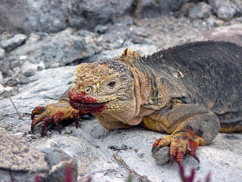 GP0917NL0378_plazas-land-iguana.jpg [© Last Frontiers Ltd]