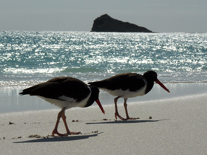 GP0917NL0431_espanola-island-gardner-bay-oyster-catchers.jpg [© Last Frontiers Ltd]