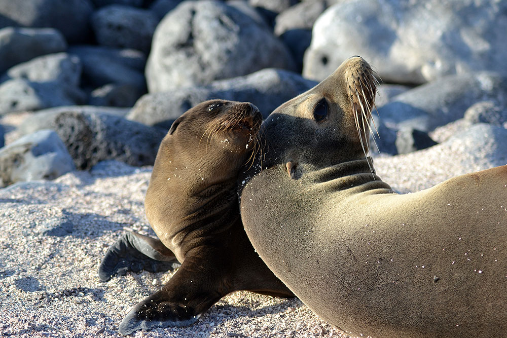 GP0919ED237_lobos-island-sea-lion.jpg [© Last Frontiers Ltd]