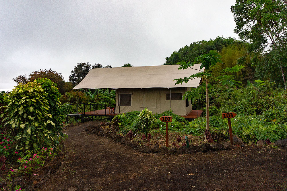 GP1018HG321_scalesia-lodge-standard-tent.jpg [© Last Frontiers Ltd]