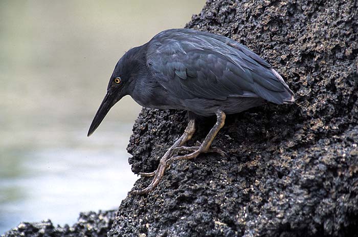 Julian_Comrie_Lava_heron.jpg [© Last Frontiers Ltd]