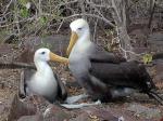 Image: Waved albatross - The uninhabited islands