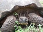 Image: Giant tortoise - Santa Cruz (Indefatigable)