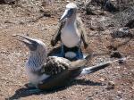 Image: Blue-footed booby - The uninhabited islands