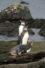 Image: Penguins - The uninhabited islands