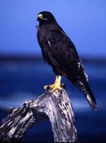 Image: Galapagos hawk - The uninhabited islands