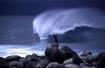 Image: Surf - The uninhabited islands