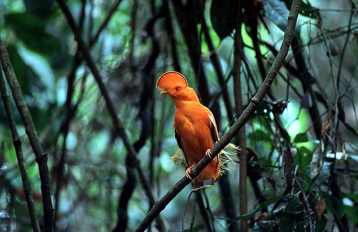 GUIANIAN_COCK_OF_THE_ROCK.jpg [© Last Frontiers Ltd]