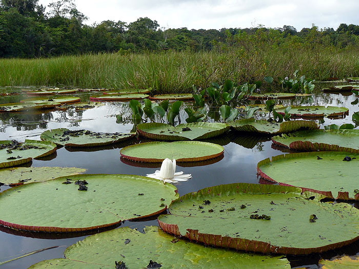 GY0410AB141_rewa-ecolodge.jpg [© Last Frontiers Ltd]