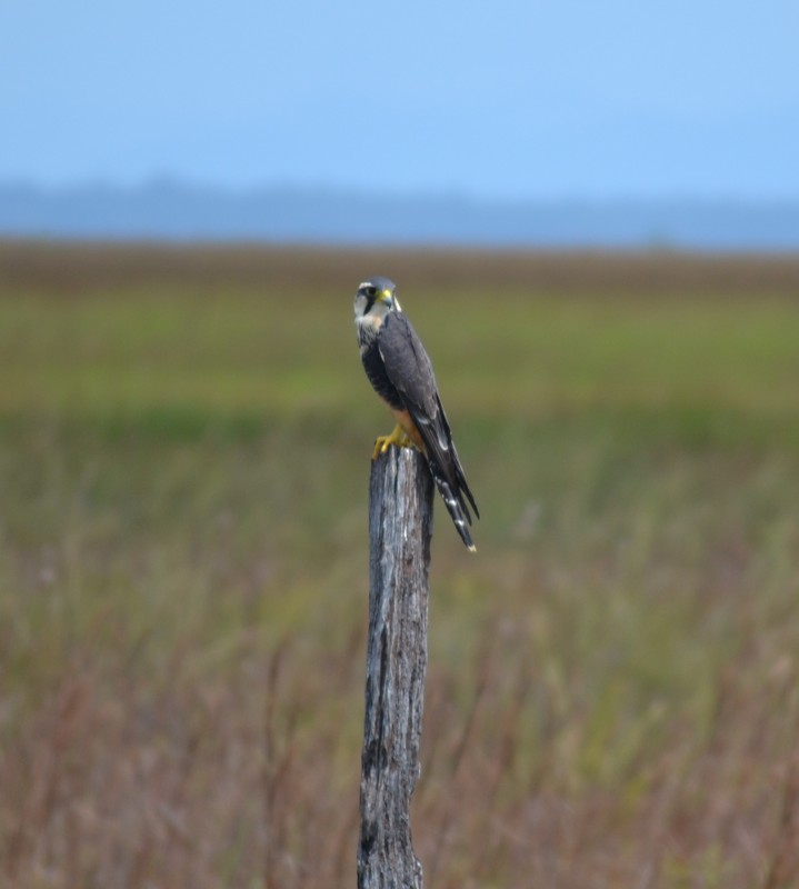 GY0917ED114_rupununi-aplomado-falcon.jpg [© Last Frontiers Ltd]