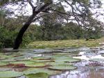 Image: Karanambu - The Rupununi savannas