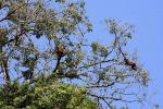 Image: Maparri - The Rupununi savannas