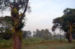 Image: Botanical Gardens - Kaieteur and the northern forests