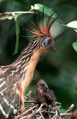 Image: Hoatzin - The Rupununi savannas