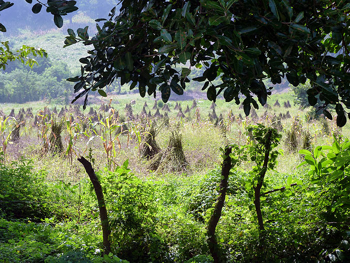 NI0913SM0994_ometepe.jpg [© Last Frontiers Ltd]