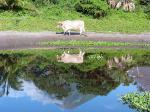 Ometepe - Granada and Ometepe, Nicaragua