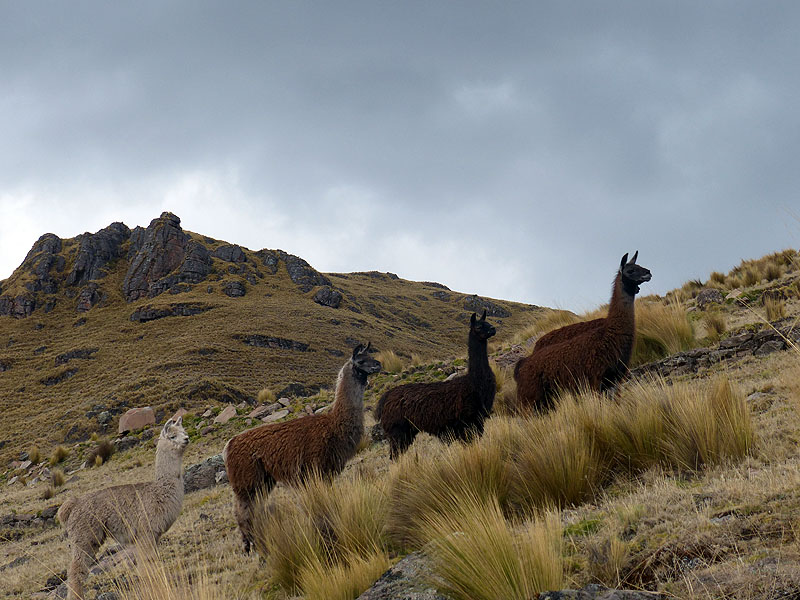 PE1014JL0720_mlp_lares_day2_amaru_to_viacha_and_pisac.jpg [© Last Frontiers Ltd]