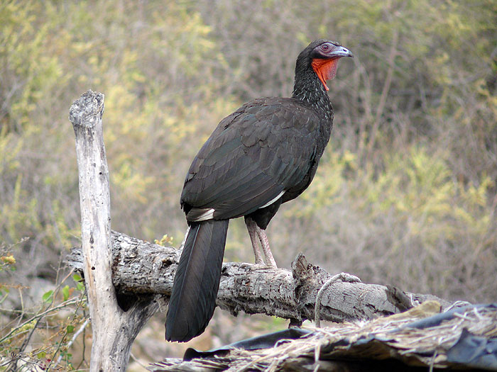 PE1211RB217_chaparri-white-winged-guan.jpg [© Last Frontiers Ltd]