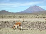 Image: Vicuas - Arequipa