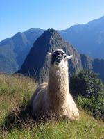 Llama at Machu Picchu