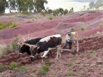 Image: Sacred Valley - Sacred Valley