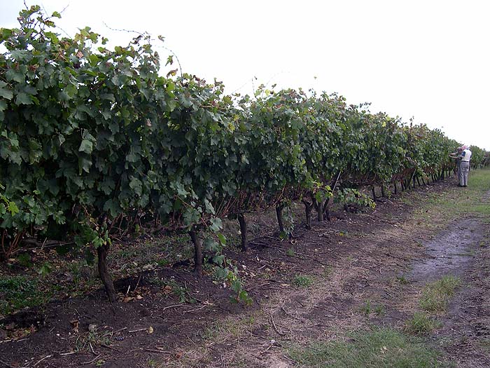 UR0405SM044_Juanico_Vineyard.jpg [© Last Frontiers Ltd]