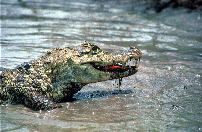 VE0492EP_caiman_pirana.jpg [© Last Frontiers Ltd]