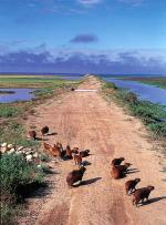 Image: Capybaras - The Llanos, Venezuela